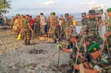 Hidupkan Ekosistem Laut, TNI Tanam Mangrove Serentak