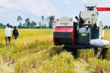 Bahaya Mengintai Petani Padi RI