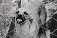 Waspada, KLB Rabies Terjadi di Indonesia