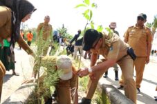 DLHK Tanam Pohon di Pantai Merpati