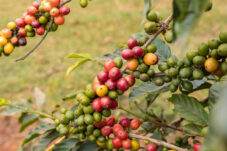 Sejarah Singkat Ditemukannya Kopi