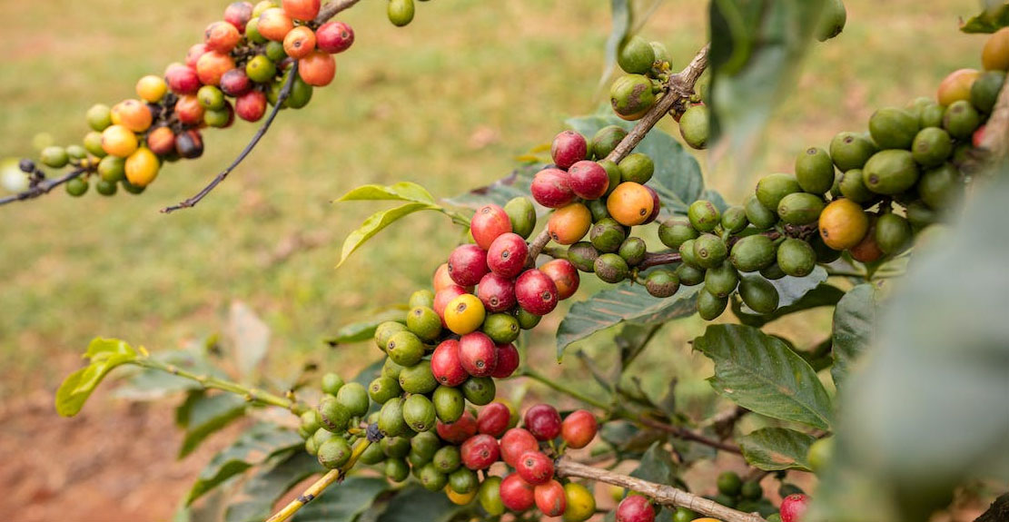 Foto: Antony TrivetPixels