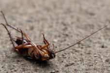 Cara Alami Usir Kecoak di Rumah