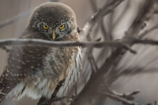 Burung Hantu, Predator Ulung yang Terbang Tenang