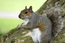 Tupai, Hewan Cerdas Jago Melompat