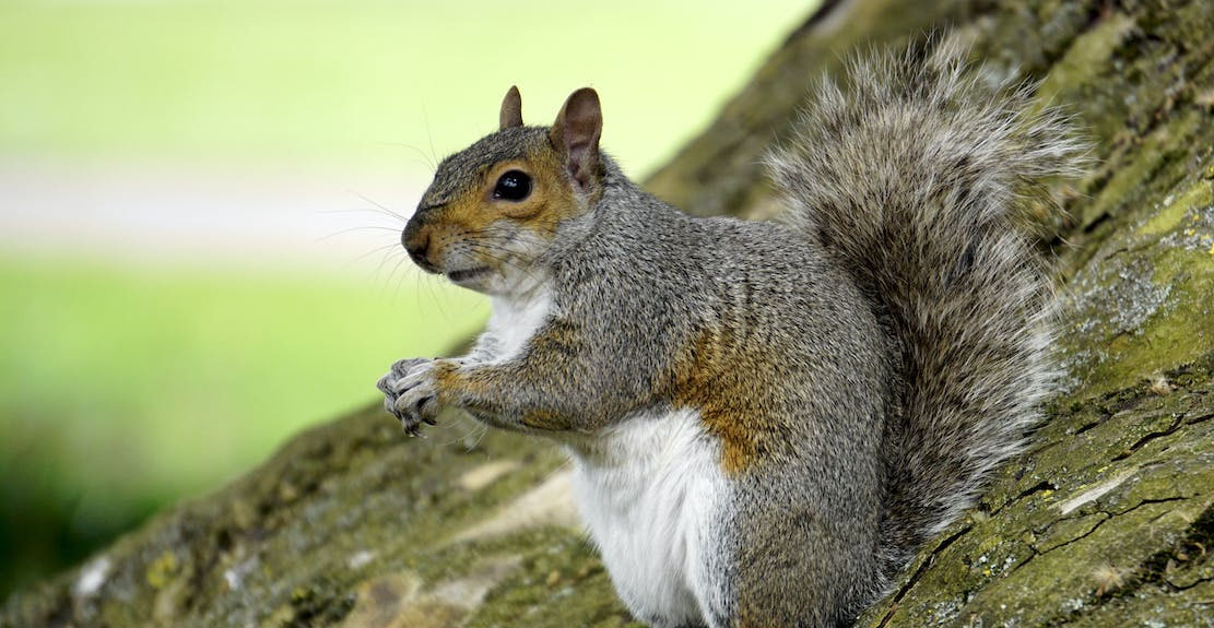 Tupai, Foto: Mike BirdPexels