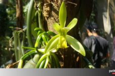 Tanaman Vanili: Manisnya Budidaya dan Khasiatnya