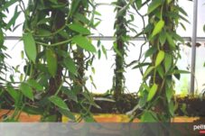 Bagaimana Cara Memproduksi Vanili di Rumah?