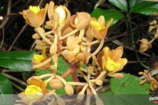 Anggrek Emas: Keajaiban Alam yang Paling Mahal di Dunia