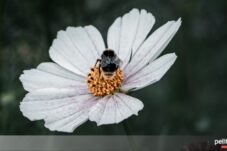 Fakta Unik Lebah Madu Trigona: Lebah Tanpa Sengat Kaya Akan Manfaat