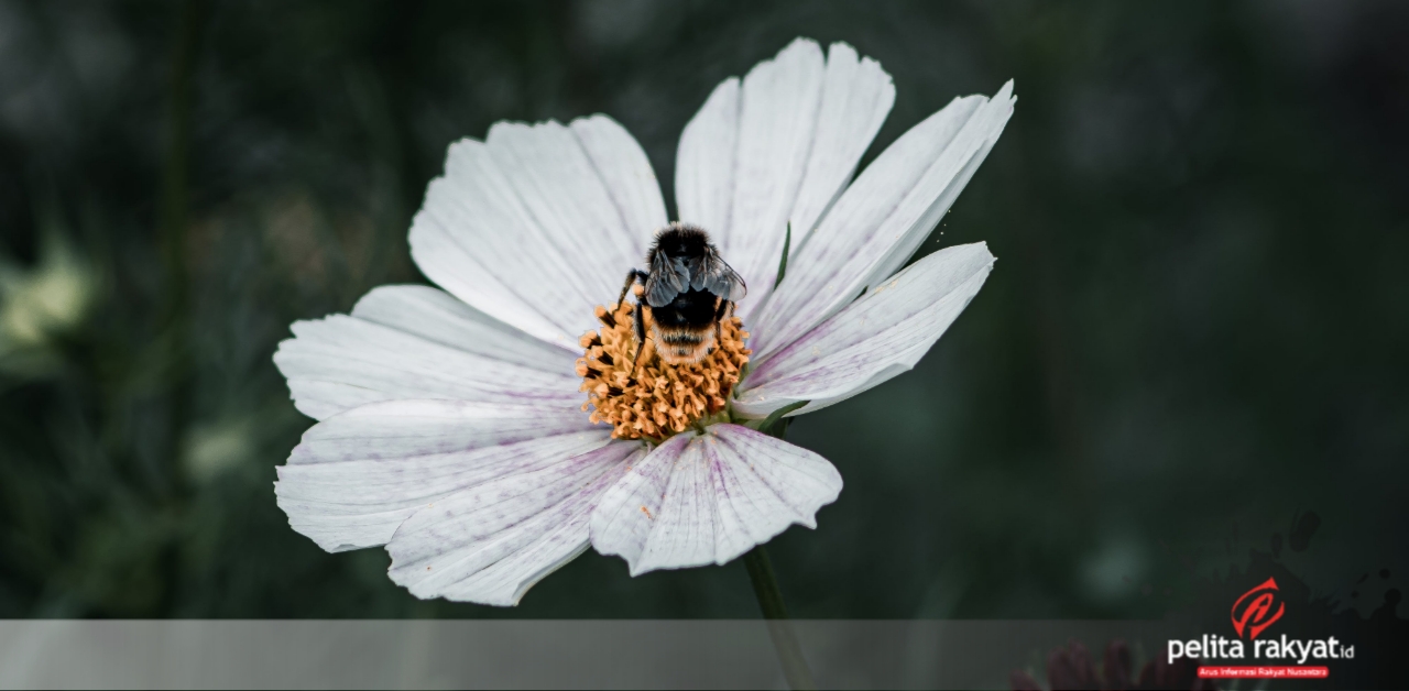 Lebah madu trigona. (Foto: Pexels.com)