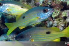 Ikan Tidur: Rahasia di Balik Perilaku Ikan Saat Beristirahat