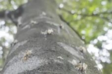 Kayu Agarwood: Aroma Mistis dari Hutan Tua Ternyata Tumbuh Subur di Indonesia