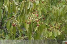 Mengenal Kayu Sandalwood: Aroma yang Menyegarkan dan Menenangkan