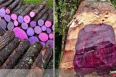 5 Kayu Termahal dan Paling Dicari di Dunia