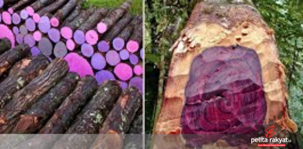 Ilustrasi kayu termahal di dunia. (Int)