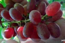 Tak Hanya Sekadar Enak, Ini Khasiat Luar Biasa Buah Anggur bagi Kesehatan