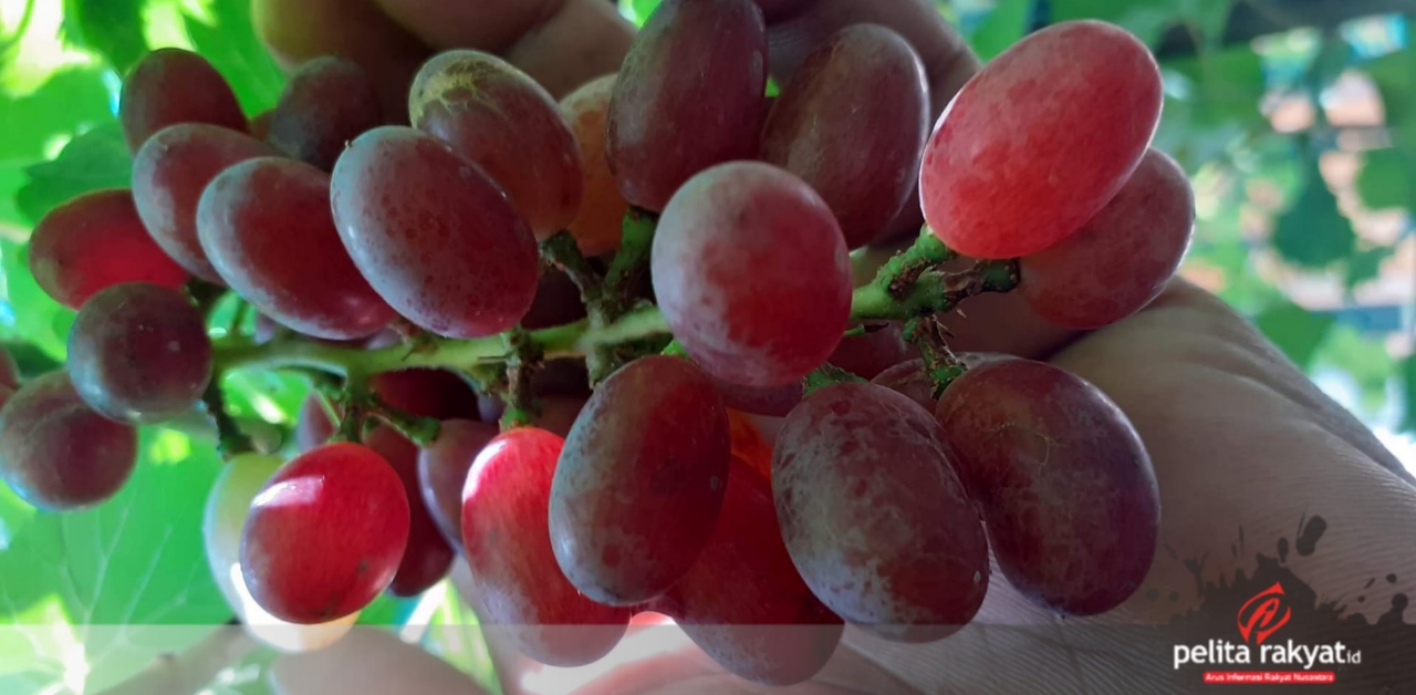 Manfaat buah anggur bagi kesehatan.