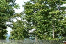 Kayu Bocote: Keindahan dari Hutan Amerika Selatan