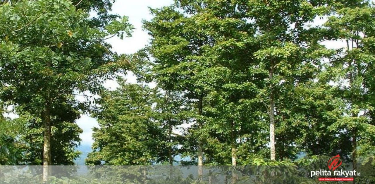 Ilustrasi kayu bacote. (Int)