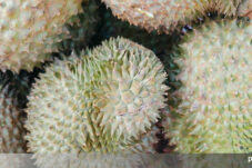 Waspadai Dampak Makan Buah Durian Berlebihan