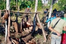 Perburuan Babi Solusi Lindungi Tanaman Petani di Bulukumba