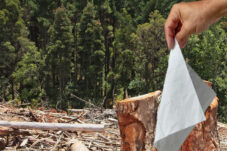 Pembuatan Tisu dan Risiko Deforestasi Merusak Ekosistem