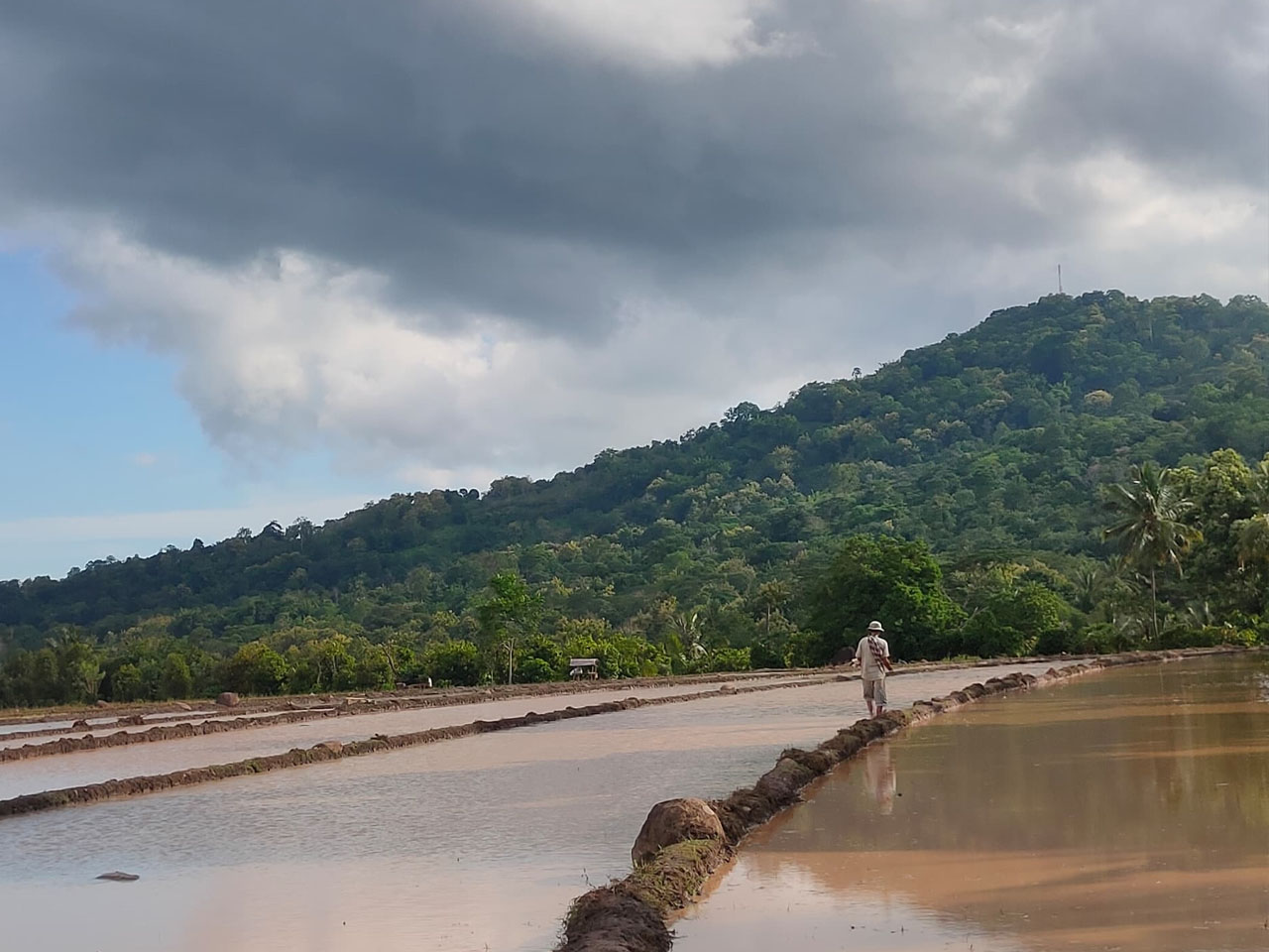 SAWAH -- Salah seorang petani sedang berjalan di pematang sawah.
