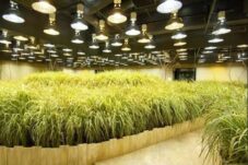 Pertanian Vertikal dan Penanaman Padi di Lingkungan Perkotaan Ala Jepang 