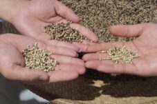 Merica Putih: Rempah Halus dengan Ragam Manfaat Kesehatan