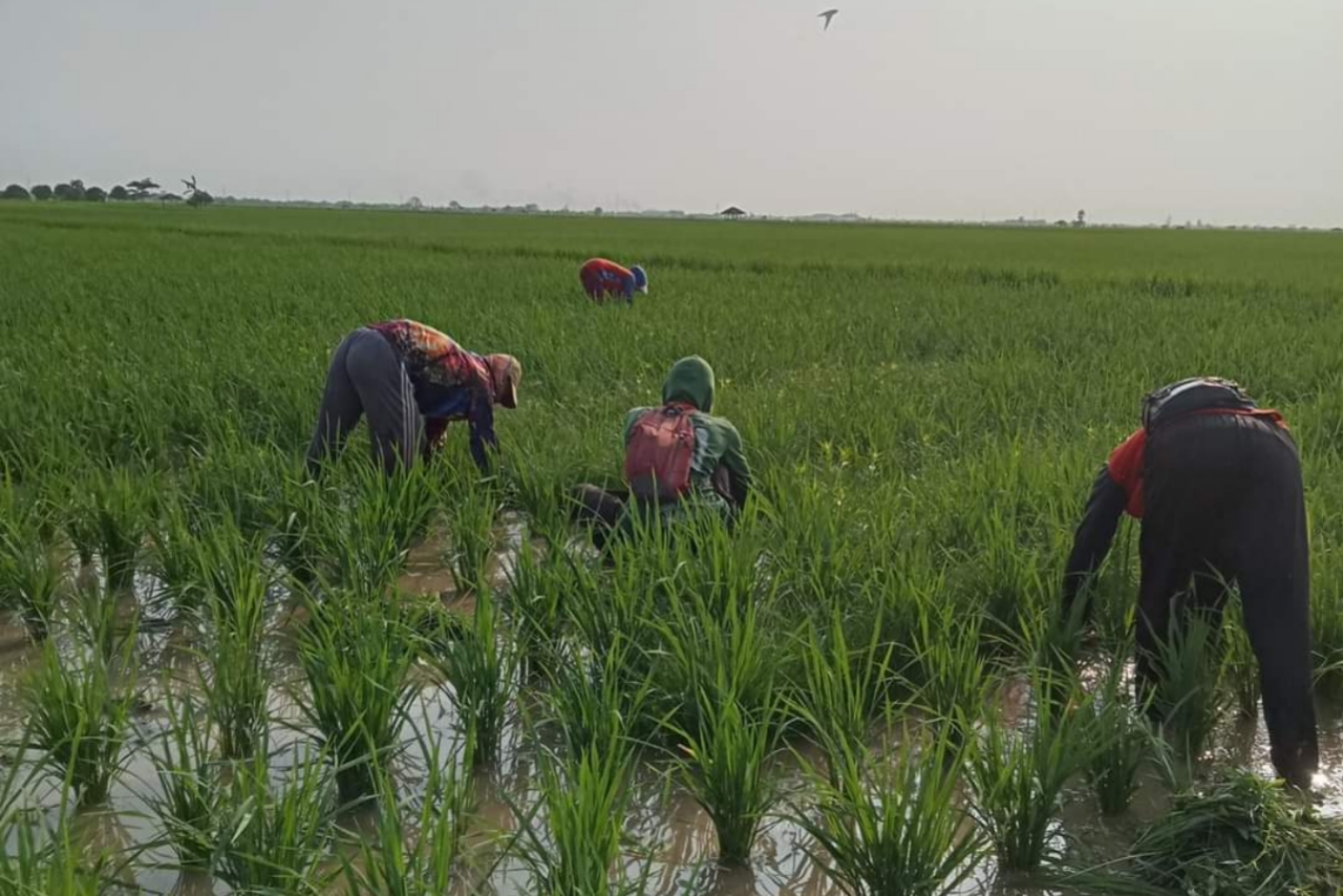 Petani saat mencabut rumput yang tumbuh di sekitar tanaman padi