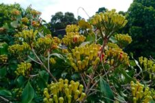 Lakukan Perawatan ini Pada Cengkihmu Setelah Berbuah