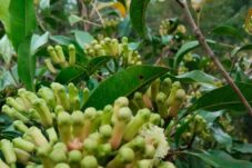 Begini Cara Pemupukan Cengkih Setelah Berbuah