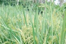 Mau Hasil Panen Padi Maksimal? Ini Rahasia Pemupukannya