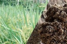 Fungsi Pupuk Kompos untuk Tanaman Padi Kunci Pertanian Berkelanjutan