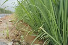 Belum Banyak yang Tahu, Ini Tips Memelihara Padi di Musim Kemarau