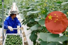 Tiongkok Negara yang Menjelma Jadi Raksasa Agrikultur dengan Populasi Terbesar