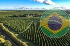 Bagaimana Brazil Mampu Jadi Raksasa Pertanian di Amerika Selatan?