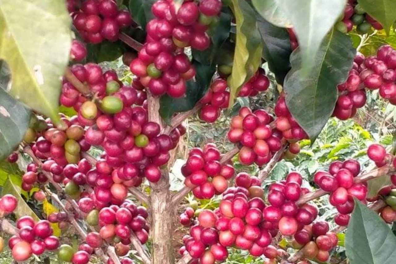 Buah kopi yang sudah matang dan siap panen.
