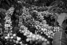 Sejarah 200 Tahun Kopi Brazil Hingga Menjadi Raksasa Dunia