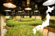 Begini Cara Pertanian Modern Jepang Efektifkan Lahan Pertanian yang Terbatas 