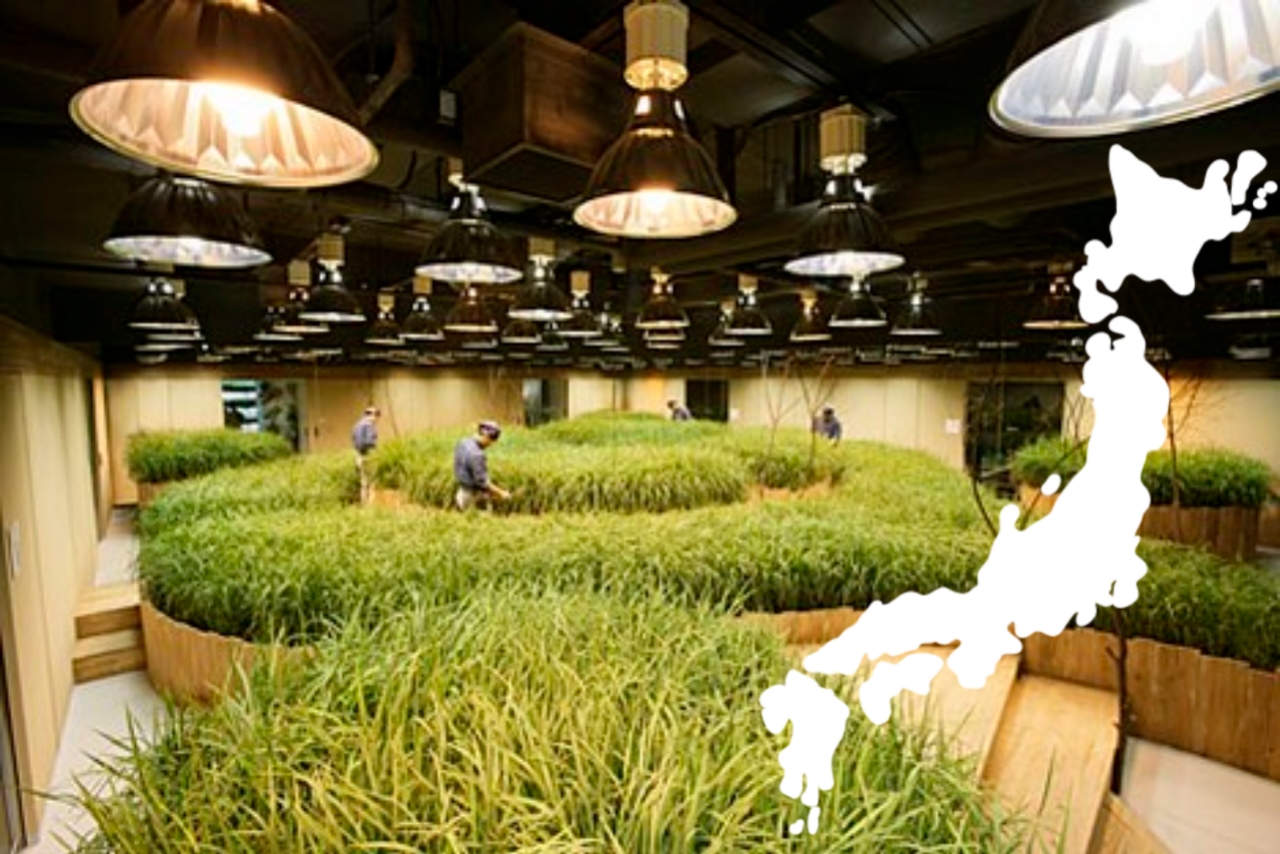 Begini Cara Pertanian Modern Jepang Efektifkan Lahan Pertanian yang Terbatas 