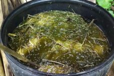 Pertanian Alami Ala Jadam yang Menyatu dengan Alam