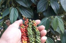 Belum Banyak Yang Tahu, Begini Cara Agar Merica Berbuah Lebat