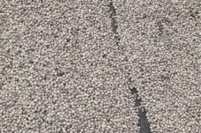 Mengenal Berbagai Jenis Merica dan Manfaatnya