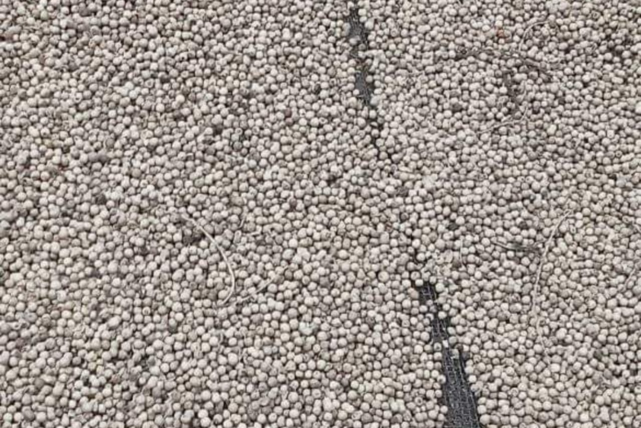 Merica Putih (White Pepper).