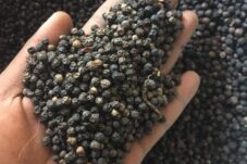 Merica Hitam: Rempah Serbaguna dengan Segudang Manfaat