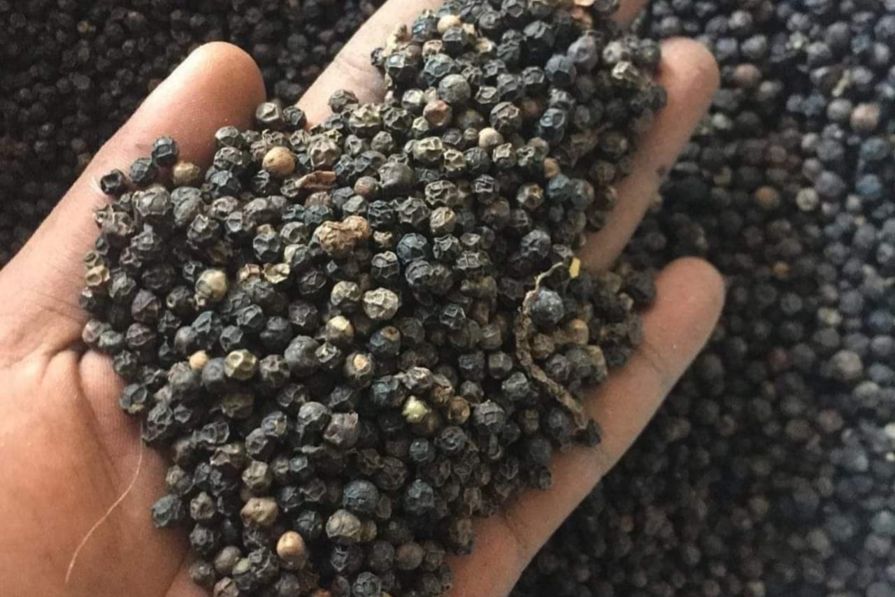 Merica hitam (Piper nigrum)