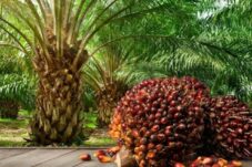 Sejarah Panjang Kelapa Sawit di Indonesia