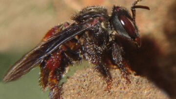 Lebah Tanpa Sengat, Penyerbuk yang Sibuk